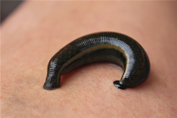 梦见吸血是什么意思