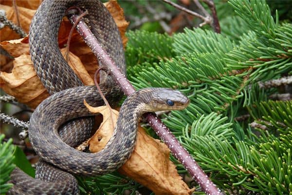 梦见剁掉蛇头是什么意思