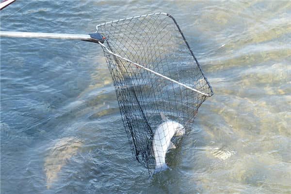 梦见做梦抓鱼是什么意思