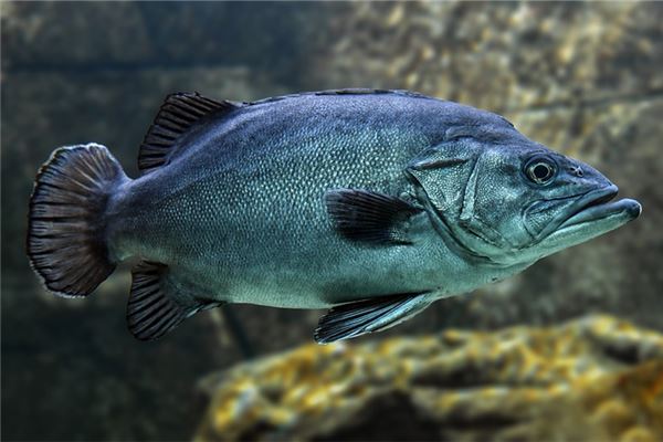 梦见自己救缺水的鱼是什么意思