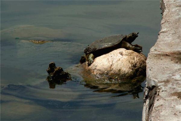 梦见抓甲鱼是什么意思