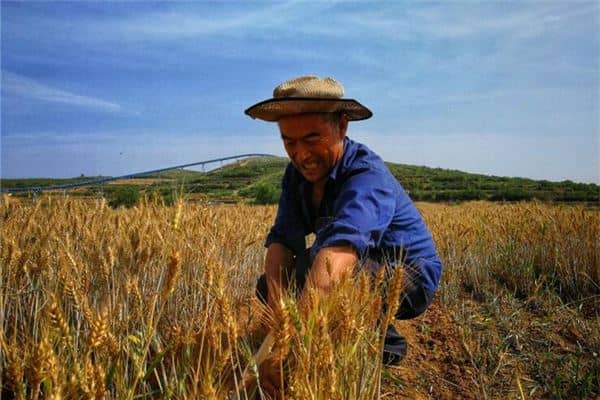 梦见别人收麦子是什么意思