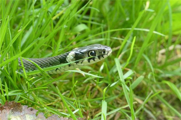 梦见打蛇头是什么意思