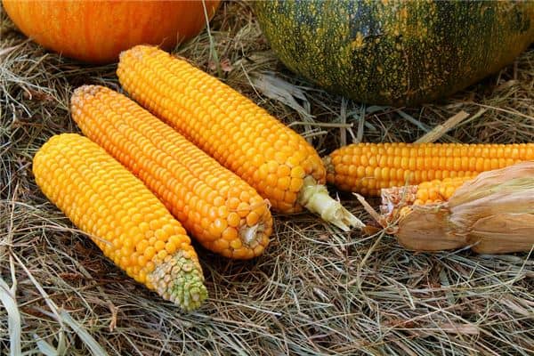 梦见已婚女人偷玉米是什么意思