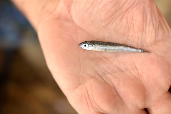 梦见抓小鱼是什么意思