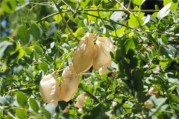 梦见摘槐花是什么意思