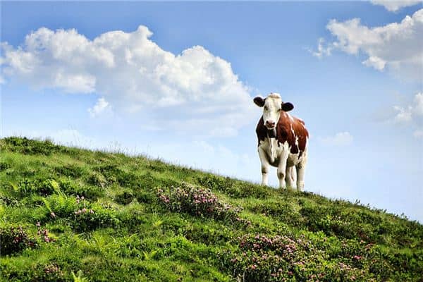 梦见已婚女人放牛是什么意思