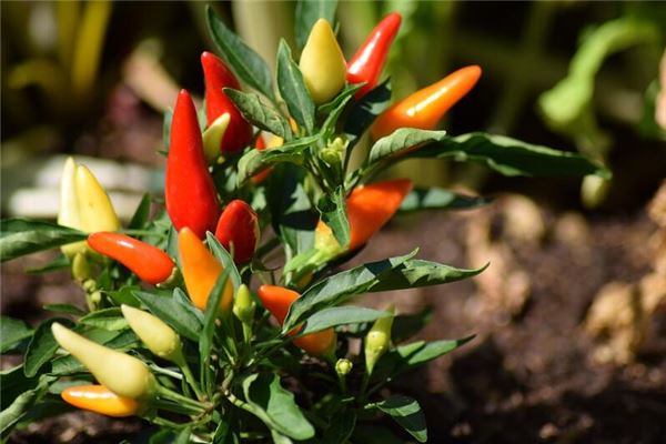 梦见摘辣椒是什么意思