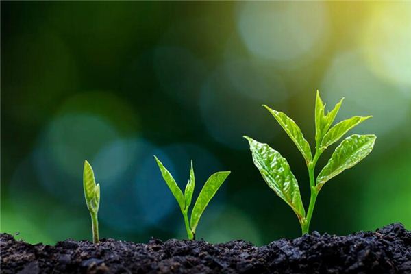 梦见种树是什么意思