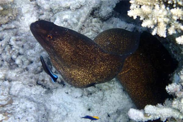 梦见捉黄鳝是什么意思