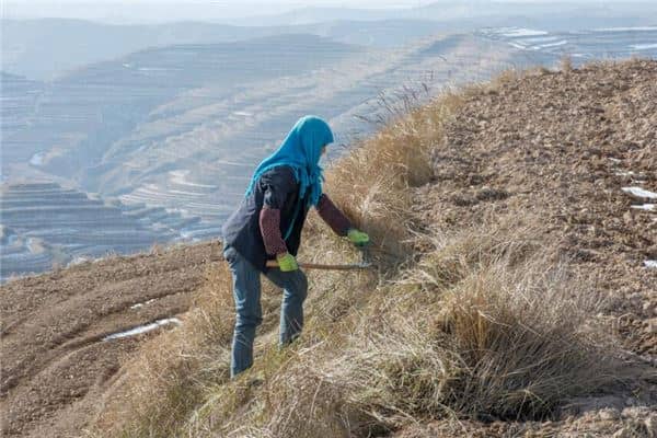 梦见与别人一起割草是什么意思
