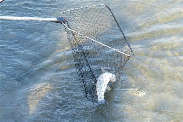 梦见孕妇自己捞鱼是什么意思