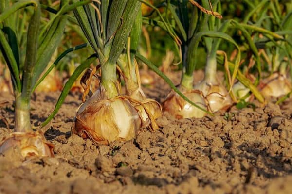 梦见剥葱是什么意思