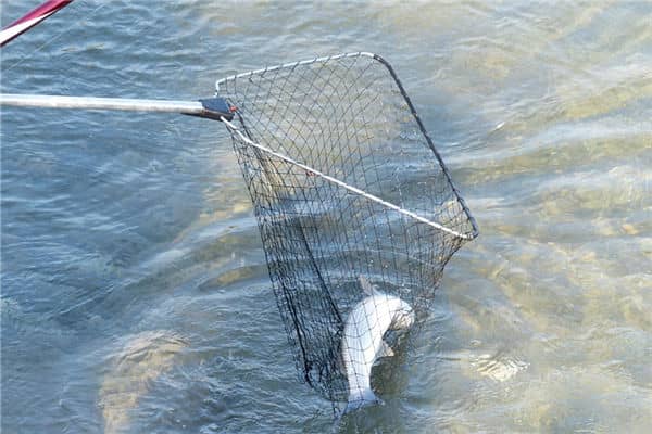 梦见捉鱼是什么意思