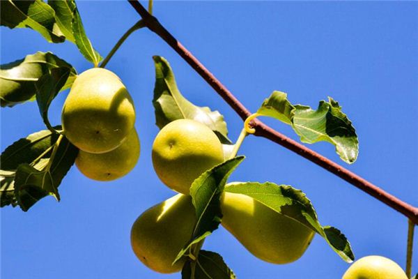 梦见摘枣吃是什么意思