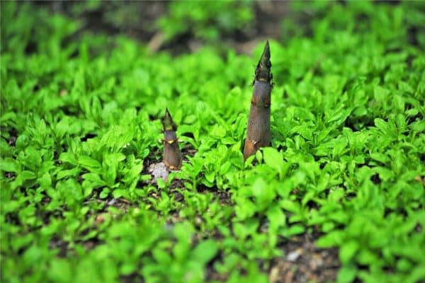 梦见挖笋是什么意思