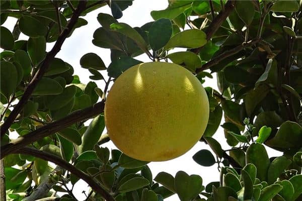 梦见摘柚子是什么意思