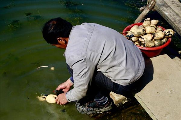 梦见挖莲藕是什么意思