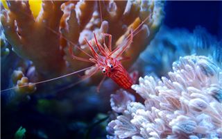 梦见抓虾是什么意思