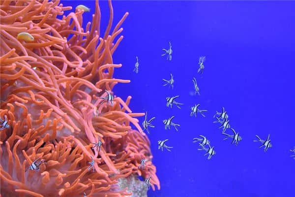 梦见抓小鱼是什么意思