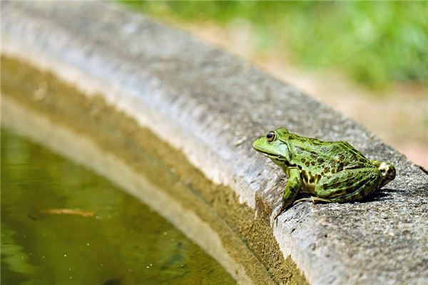 梦见吃青蛙是什么意思
