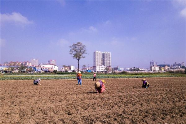 梦见在地里种玉米粒是什么意思