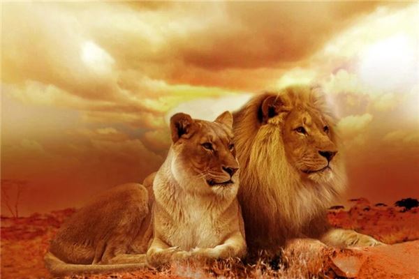 梦见动物园是什么意思