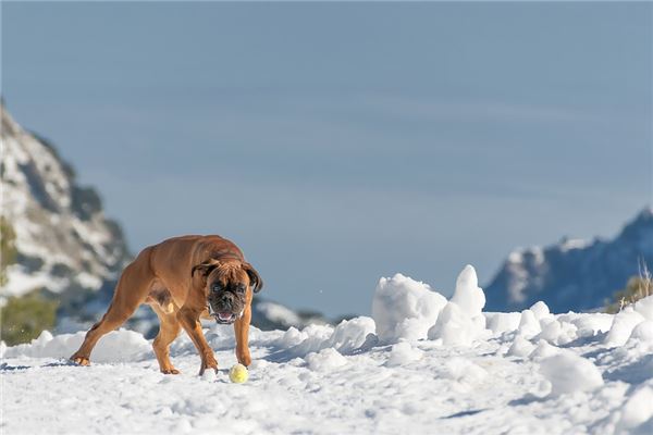 梦见被狗咬身体各部位是什么意思
