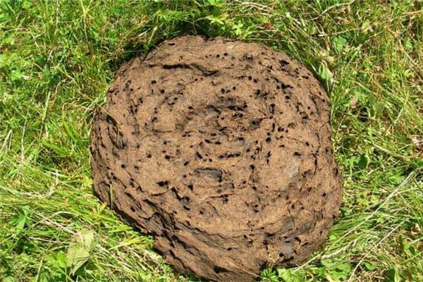 梦见踩到屎是什么意思