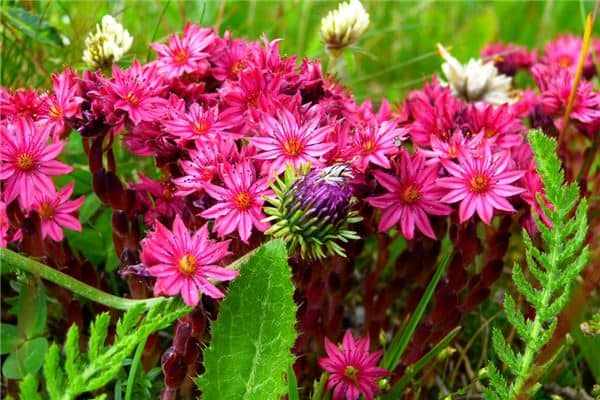 梦见种花是什么意思