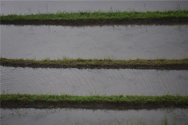 梦见浇水灌溉田地是什么意思