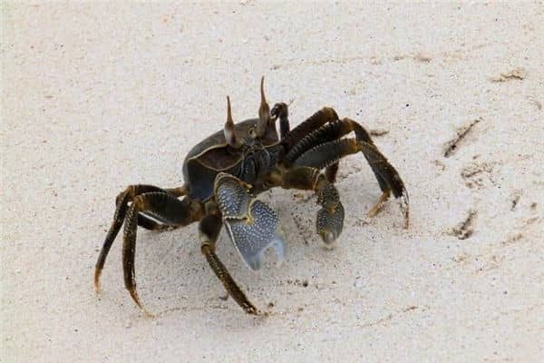 梦见捉螃蟹是什么意思