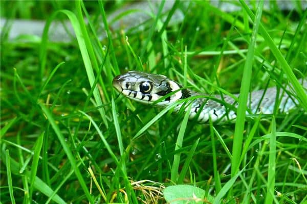 梦见吃蛇肉是什么意思