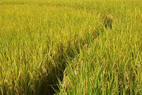 梦见丰收稻谷是什么意思