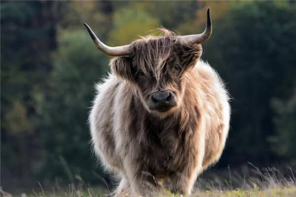 梦见宰牛是什么意思