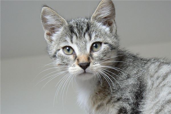 梦见喂猫是什么意思