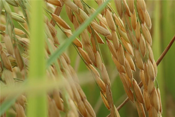 梦见晒谷子是什么意思