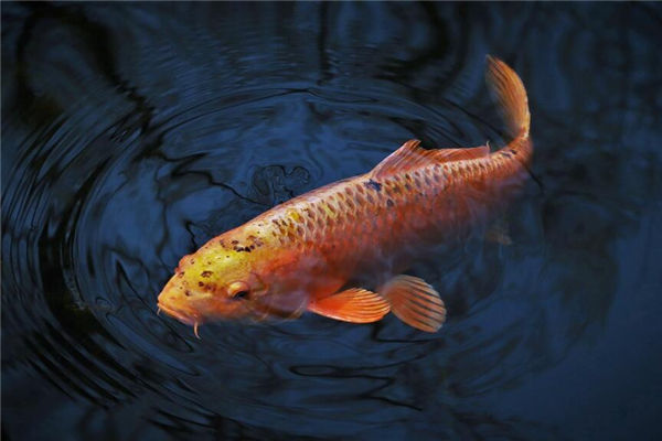 梦见抓鱼是什么意思