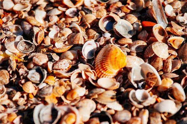 梦见吃贝壳类海鲜是什么意思