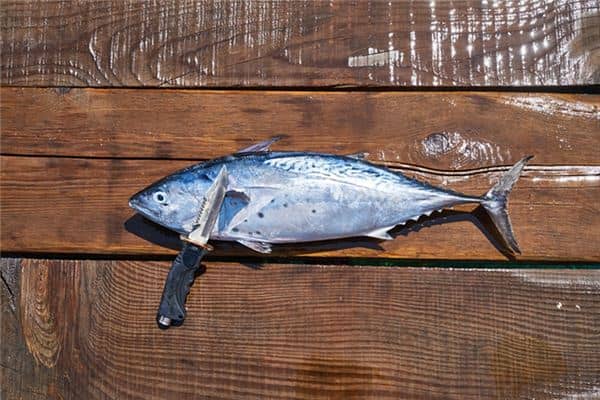 梦见收拾鱼及内脏是什么意思