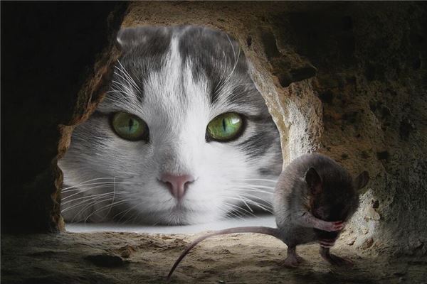 梦见老鼠洞是什么意思