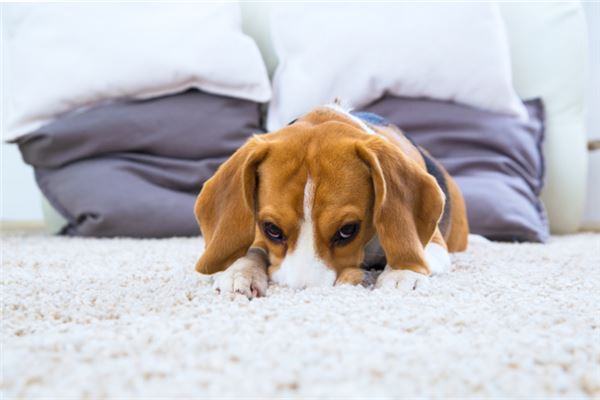 梦见吃狗肉是什么意思