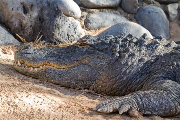 梦见吃鳄鱼肉是什么意思
