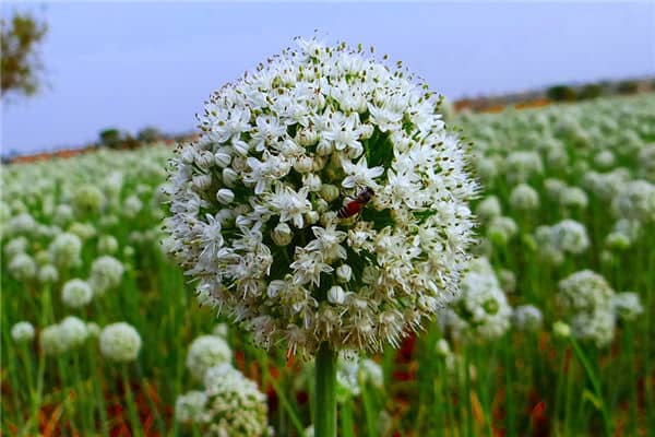 梦见种葱是什么意思