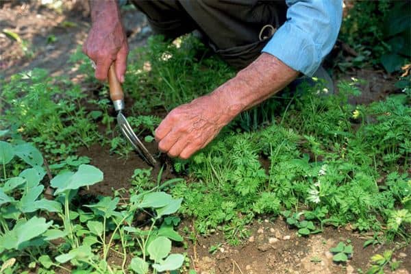 梦见在地里干活是什么意思
