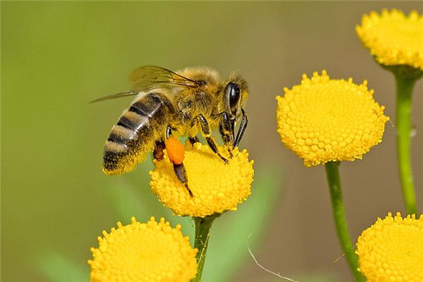 梦见被蜜蜂蛰是什么意思