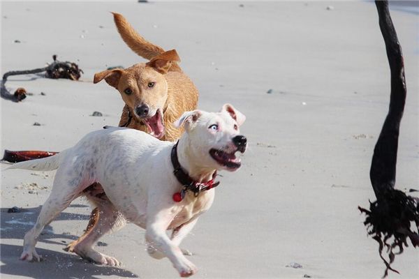 梦见被一群狗围困是什么意思