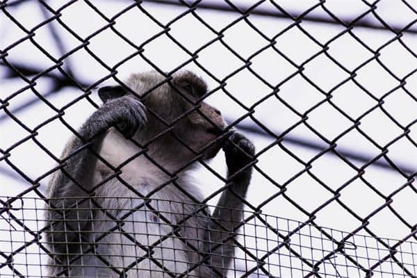 梦见进监狱是什么意思