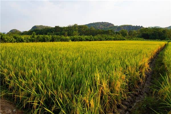 梦见庄稼地是什么意思