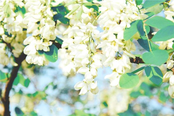 梦见已婚女人摘槐花是什么意思